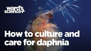 Caring and Culturing for Daphnia [upl. by Ellesor]