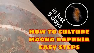 How to Culture Magna Daphnia Easily [upl. by Raskind]