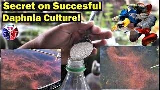 How to Culture Daphnia Successfully [upl. by Aelahc995]