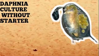 HOW TO CULTURE DAPHNIA NATURALLY WITHOUT A STARTER [upl. by Apostles766]