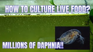 How to Culture Daphnia Secret Method to Breed MILLIONS  Simply Aquatic [upl. by Ahsiel641]