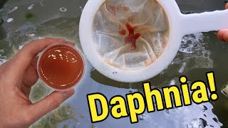 How I Culture Daphnia In Outdoor Tubs [upl. by Lyndsay]