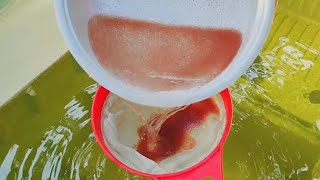 How to culture daphnia  Daphnia culture  How to grow daphnia outdoor [upl. by Bowen134]