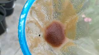 How to culture daphnia moina in a small container Part 1 English Subtitle [upl. by Hagai]