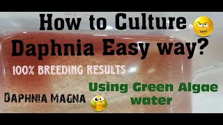 Daphnia MagnaHow to Culture Daphnia Easy wayCulturing Daphnia using Green water Daphnia [upl. by Bough794]