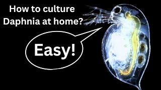 BEST Live Fish Food Beginner guide How to Culture Daphnia at home [upl. by Akehsay]