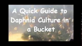 How to culture daphnia outside [upl. by Pigeon]