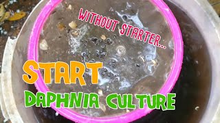 How to culture daphnia moina the easy way 1  Starting the Daphnia culture [upl. by Ynohtnacram290]