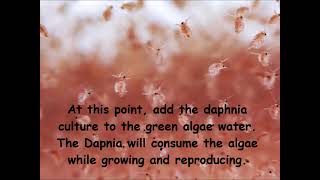 Daphnia  How to grow daphnia in your home [upl. by Enoryt]