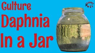 How to Culture Daphnia in a Jar [upl. by Dowell]