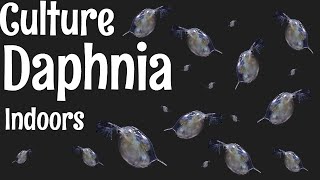 How to Culture Daphnia [upl. by Adnohs]