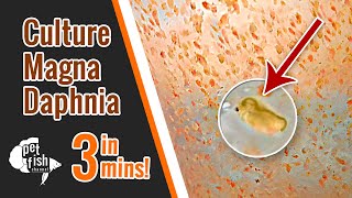 How to culture DAPHNIA MAGNA  The easy way [upl. by Notsa187]