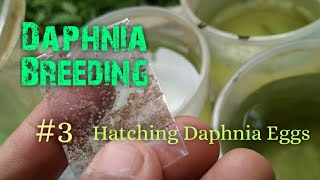 Daphnia Culture made simple and easy 3  Hatching Daphnia eggs [upl. by Lenor]