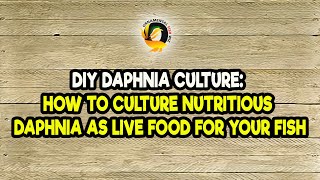 DIY Daphnia Culture How to Culture Nutritious Daphnia as Live Food for Your Fish [upl. by Nauqad]