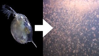 How I Culture Daphnia [upl. by Wally995]