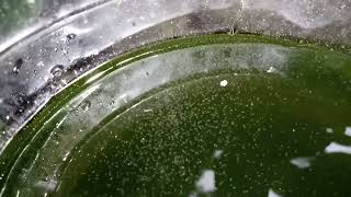 DAPHNIA MOINA CULTURE IN A SMALL BUCKET [upl. by Devland]