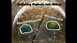 How To Culture Daphnia and Moinas using Green Water Spirulina powder [upl. by Thurston]