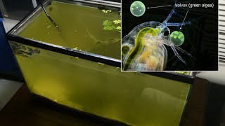 Raising Daphnia for the Freshwater Aquarium [upl. by Einnaej]