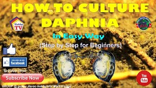 HOW TO CULTURE DAPHNIA In Easy Way [upl. by Aneehsirk]